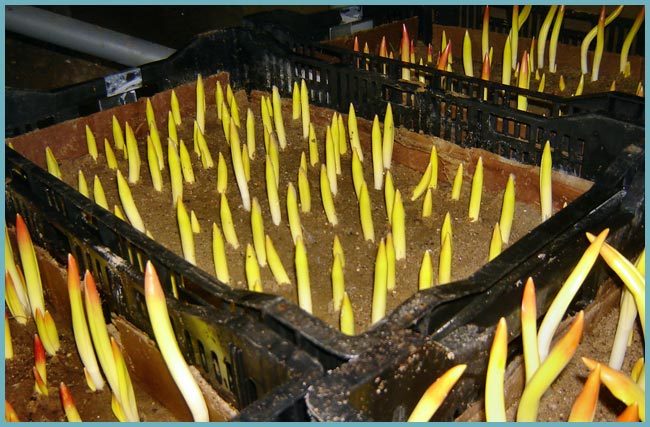 подготовка луковиц тюльпанов к высадке в теплице
