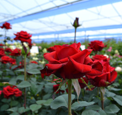 выращивание роз в теплице