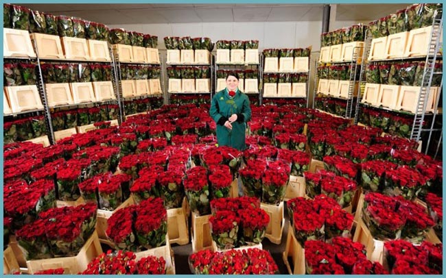 как хранить розы перед продажей