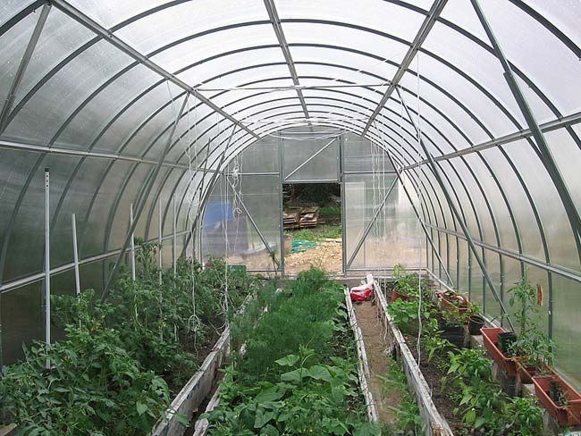 выращивание овощей в одной теплице