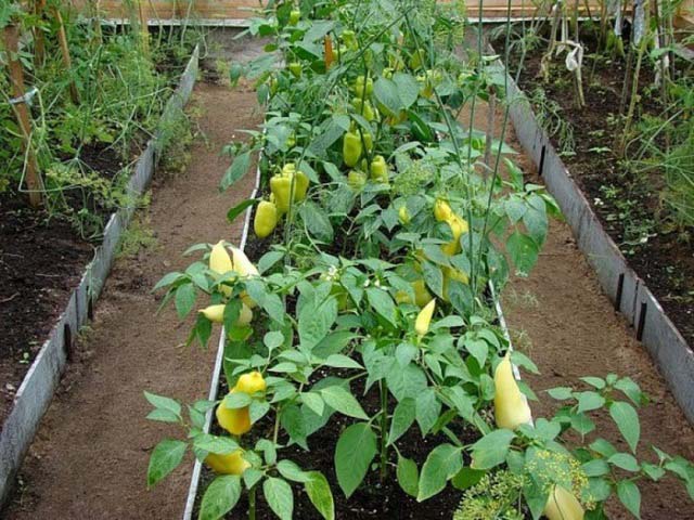 выращивание овощей в одной теплице