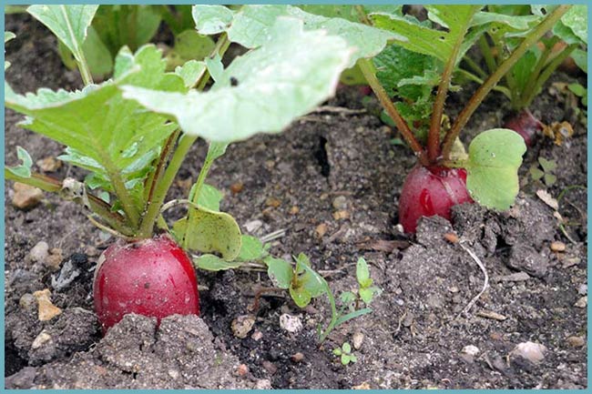 как выращивать редис в теплице