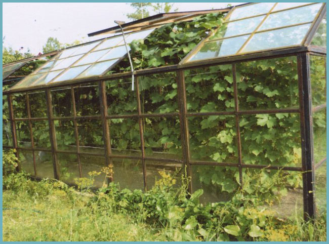 преимущества выращивания винограда в теплице