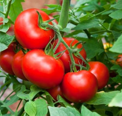 пасынкование томатов в теплице