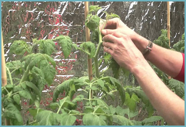 для чего проводят вершкование куста томата