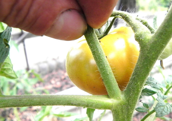 как обрезать кусты томатов в теплице