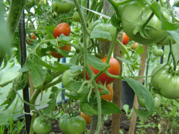 как обрезать кусты томатов в теплице