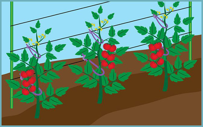 как правильно подвязать высокие кусты томата