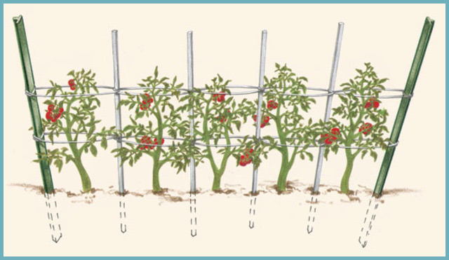 как подвязать помидоры на колья