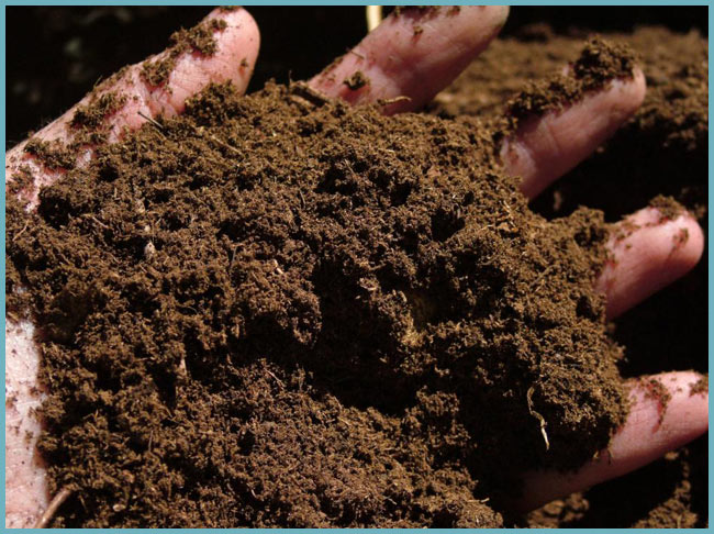 почва для выращивания болгарского перца