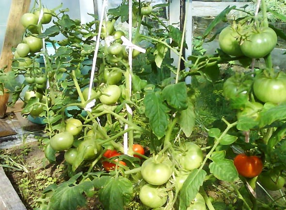 уход за помидорами в дачной теплице