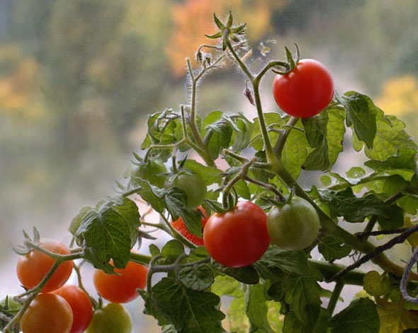 уход за томатами в теплице