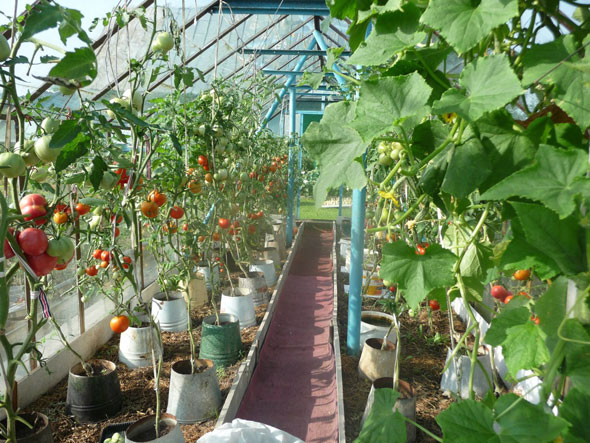 uxod-za-tomatami-v-teplice-iz-polikarbonata-15