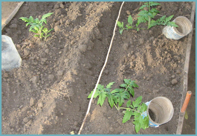 схема посадки томатов в теплице