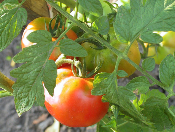 формирование томатов в теплице