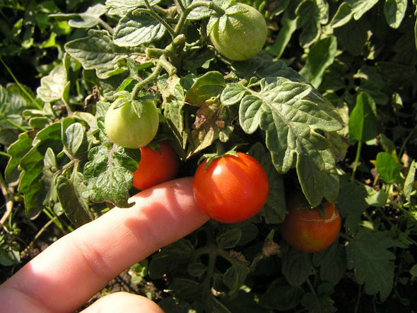формирование томатов в теплице