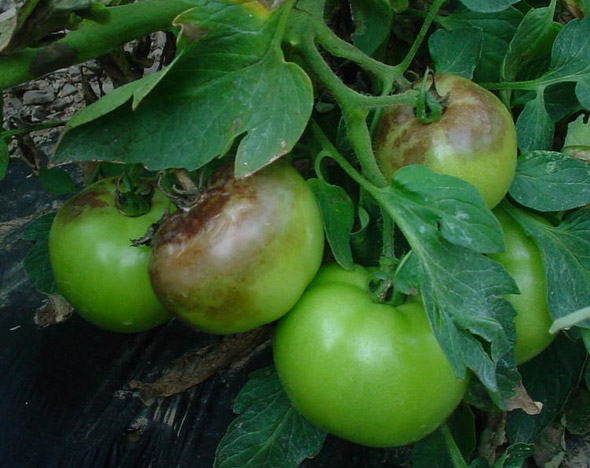 фитофтора на помидорах