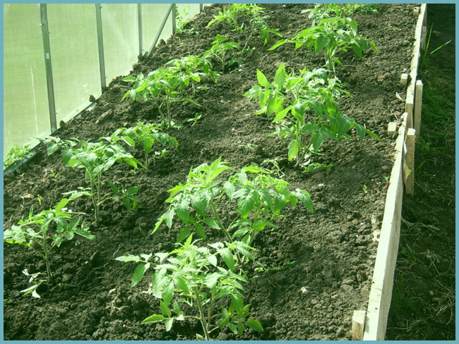 как посадить томаты в теплице