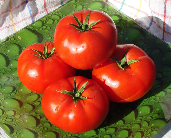 томаты, устойчивые к фитофторозу