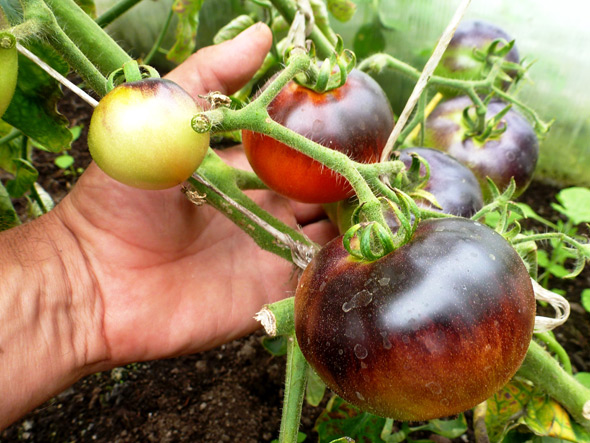 томаты, устойчивые к фитофторозу