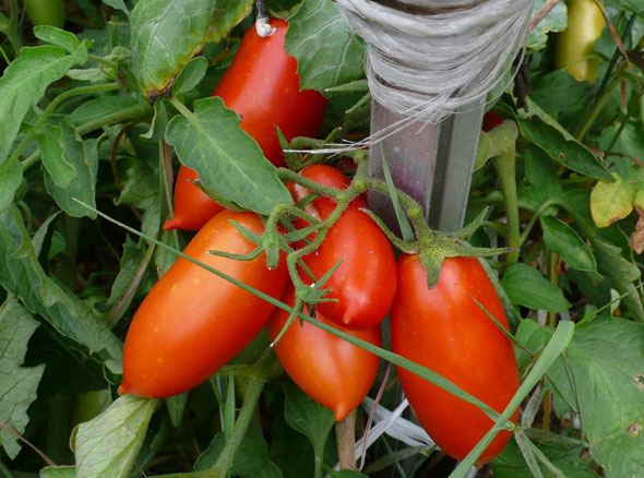 томаты для теплицы