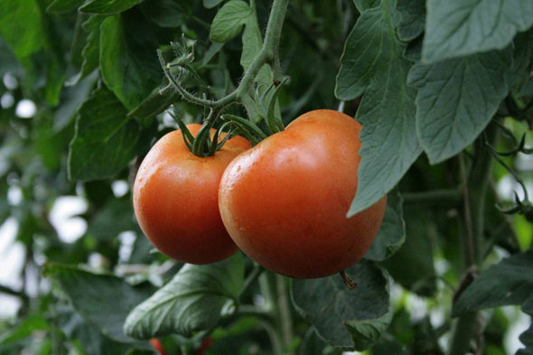 томаты для теплицы