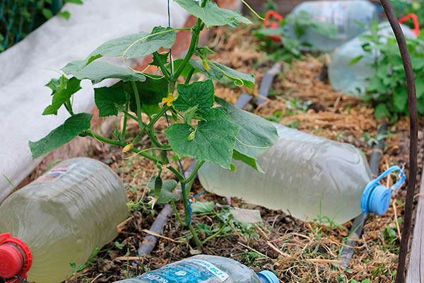 Капельный полив пластиковыми бутылками
