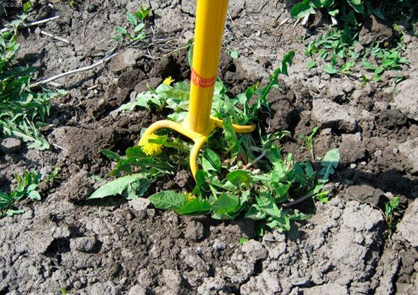 Культиватор Торнадо удаляет корни растений, так же часто его применяют для выкапывания картофеля