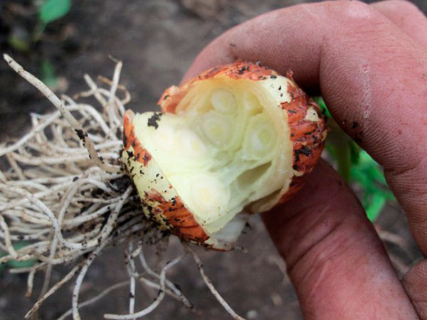 При неправильном уходе луковицы могут быть поражены гнилью