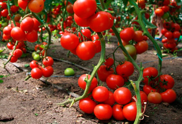 Парниковые томаты