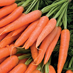 Технология выращивания моркови в открытом грунте