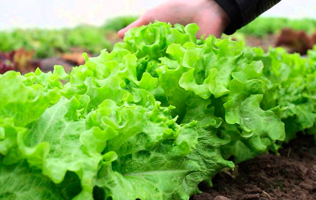 Выращивание салата в теплицах: салат айсберг, листовой, латук из семян
