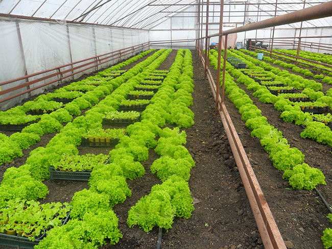 Выращивание салата в горшках в теплице