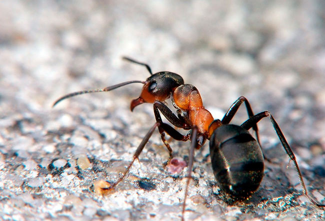 Борьба с муравьями в огороде