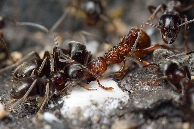 Борьба с муравьями в огороде