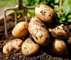Выращивание картофеля в теплице