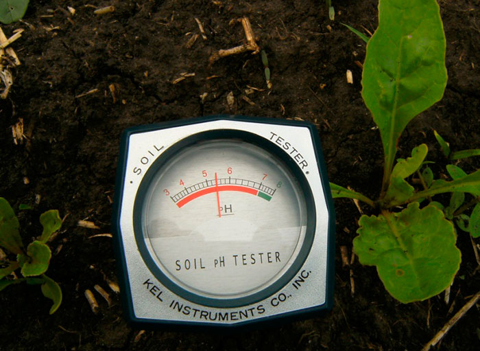 Оптимальный уровень кислотности почвы - pH 3,5-4,5 единиц
