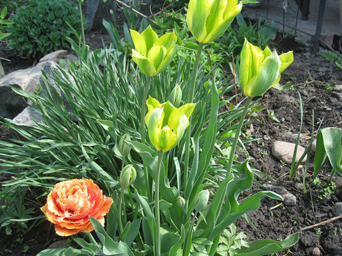 Если срезка тюльпанов была произведена неверно, это может стать причиной отсутствия цветов