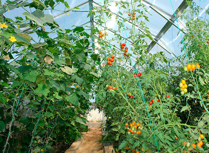 При совместном выращивании в теплице огурцы и помидоры лучше подвязывать