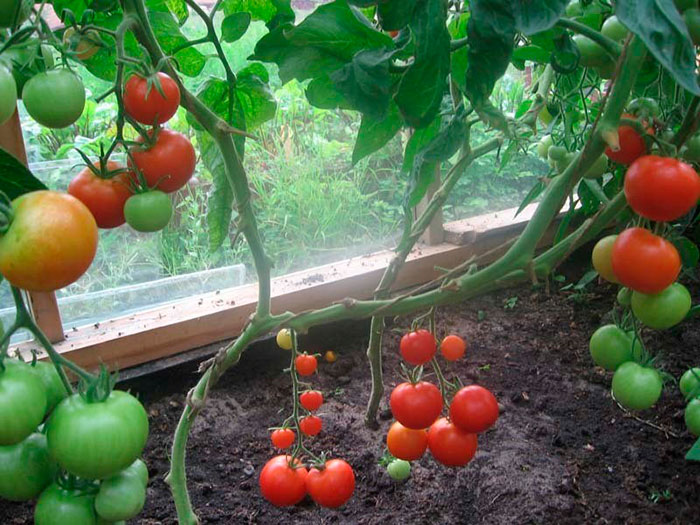 Огурцы и помидоры в теплице 