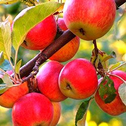 Укоренение ветки яблоки