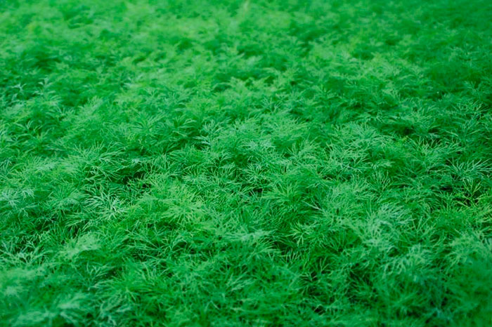 Выращивание пряной зелени в теплице
