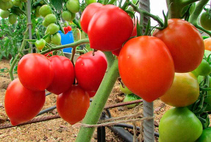 Кусты томатов достигают 1,5 метра и требуют подвязывания