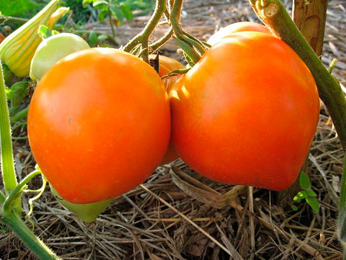 Для консервации томаты "Буденовка" не подходят из-за размера