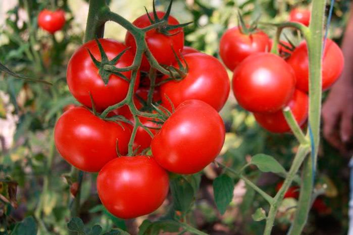 Средний вес томатов сорта Катя - 130 грамм