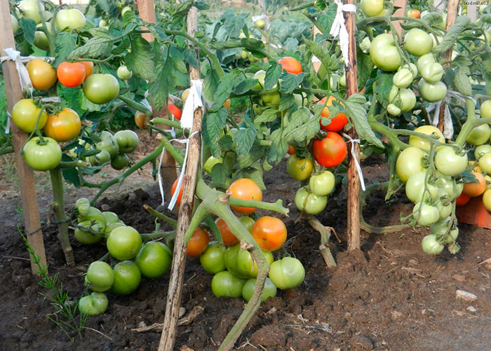 Кусты томатов достигают 60 см