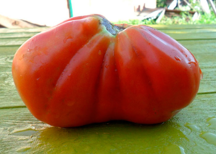 Один из недостатков томата "Пузата Хата" - наличие пустых камер внутри плода