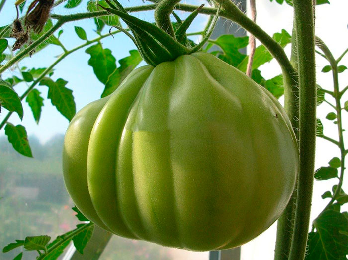 Вес одного томата "Пузата Хата" достигает 300 гр
