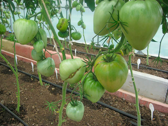 Кусты томатов необходимо подвязывать