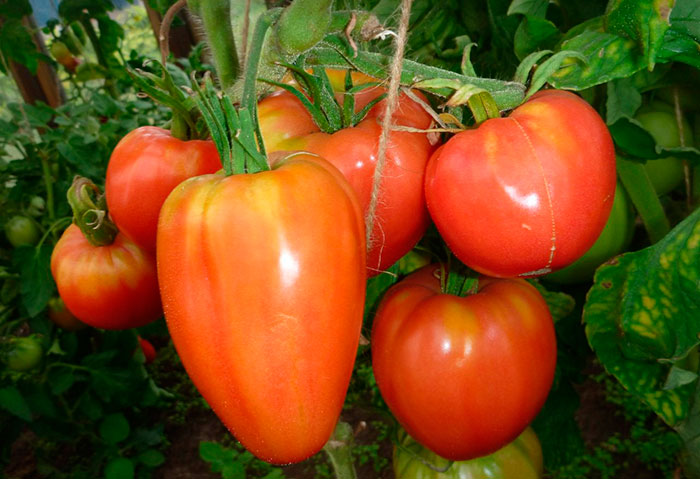 Из-за своих вкусовых качеств томаты "Вельможа" отлично подходят для салатов